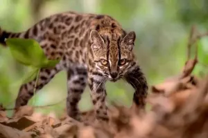 Scientists Discover New Wild Cat Species After 100 Years - Tilcayo Tiger Cat Found in Bolivia